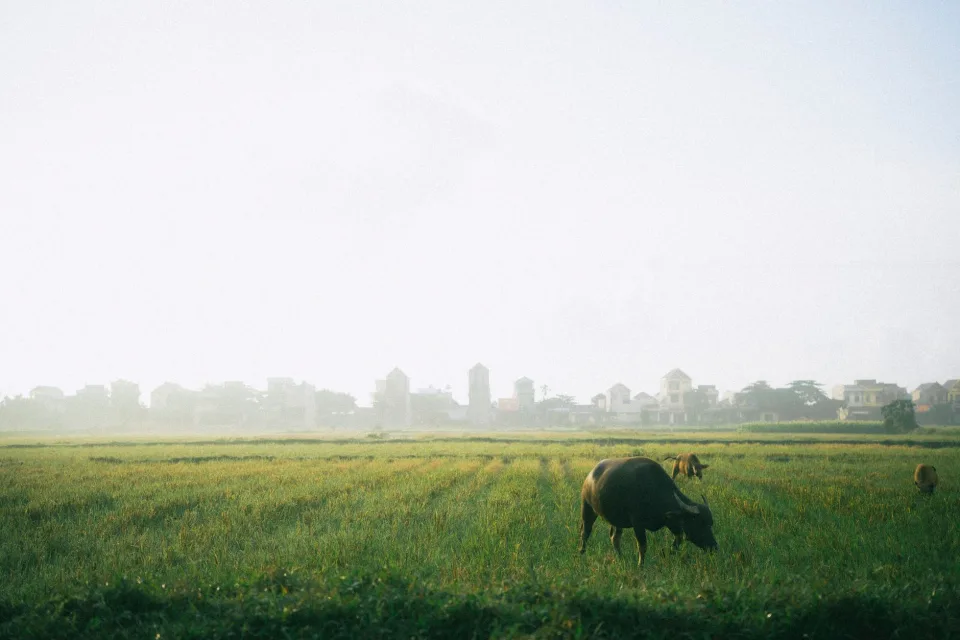Kho gạo của Lê Bá Chánh